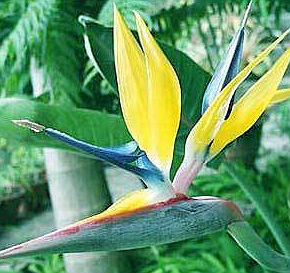 (image for) Bird of Paradise Strelitzia Seed Germination & Growing Guide